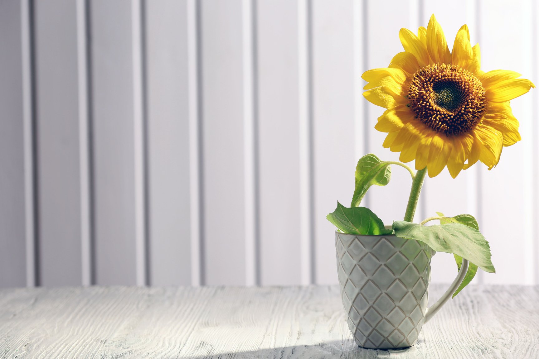 Sunflower in Ceramic Cup