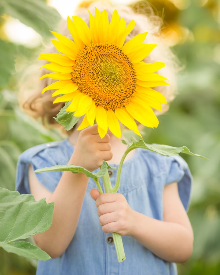 Child hiding by sunflower