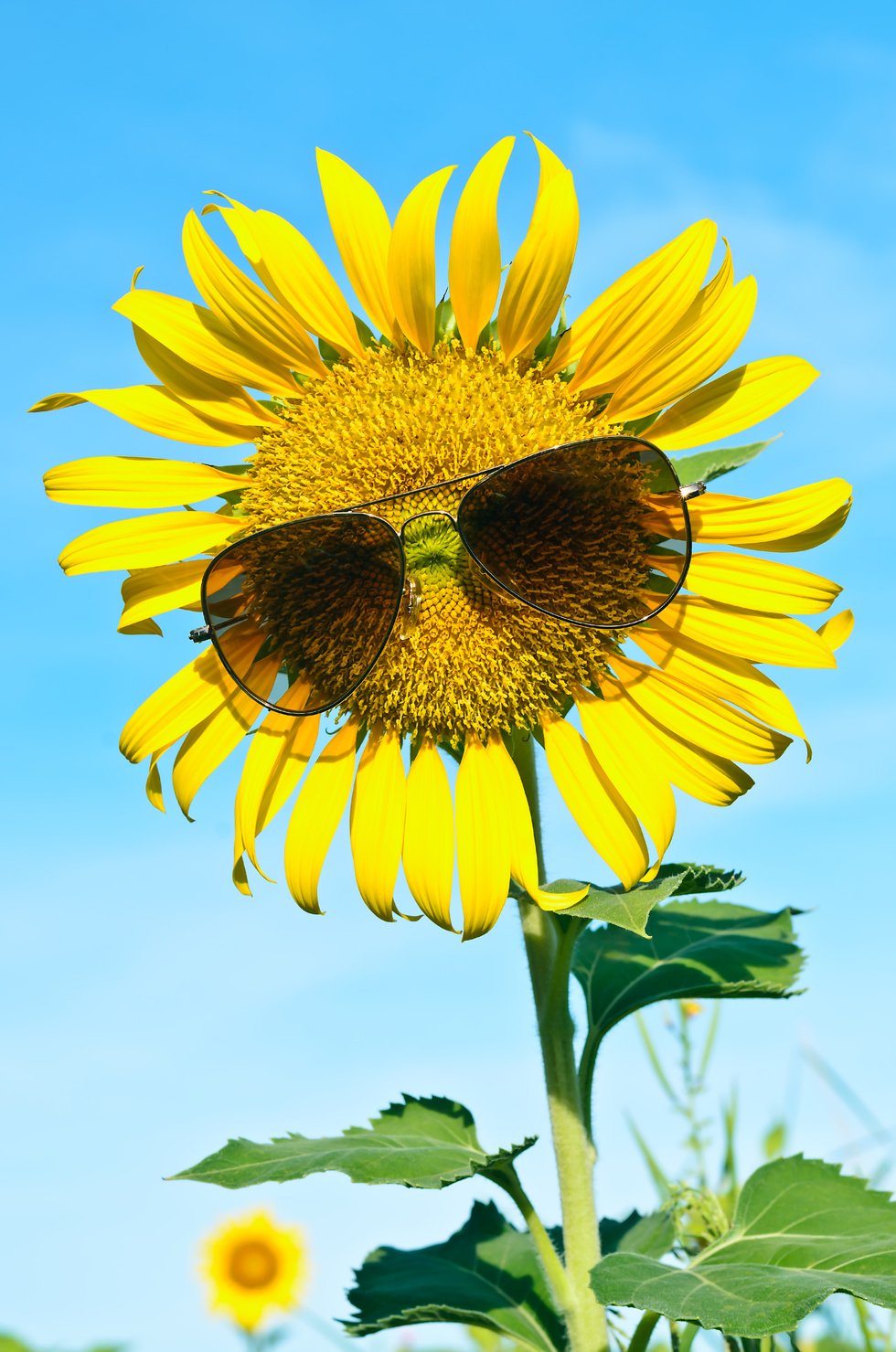 Smiley Sunflower wearing sunglasses