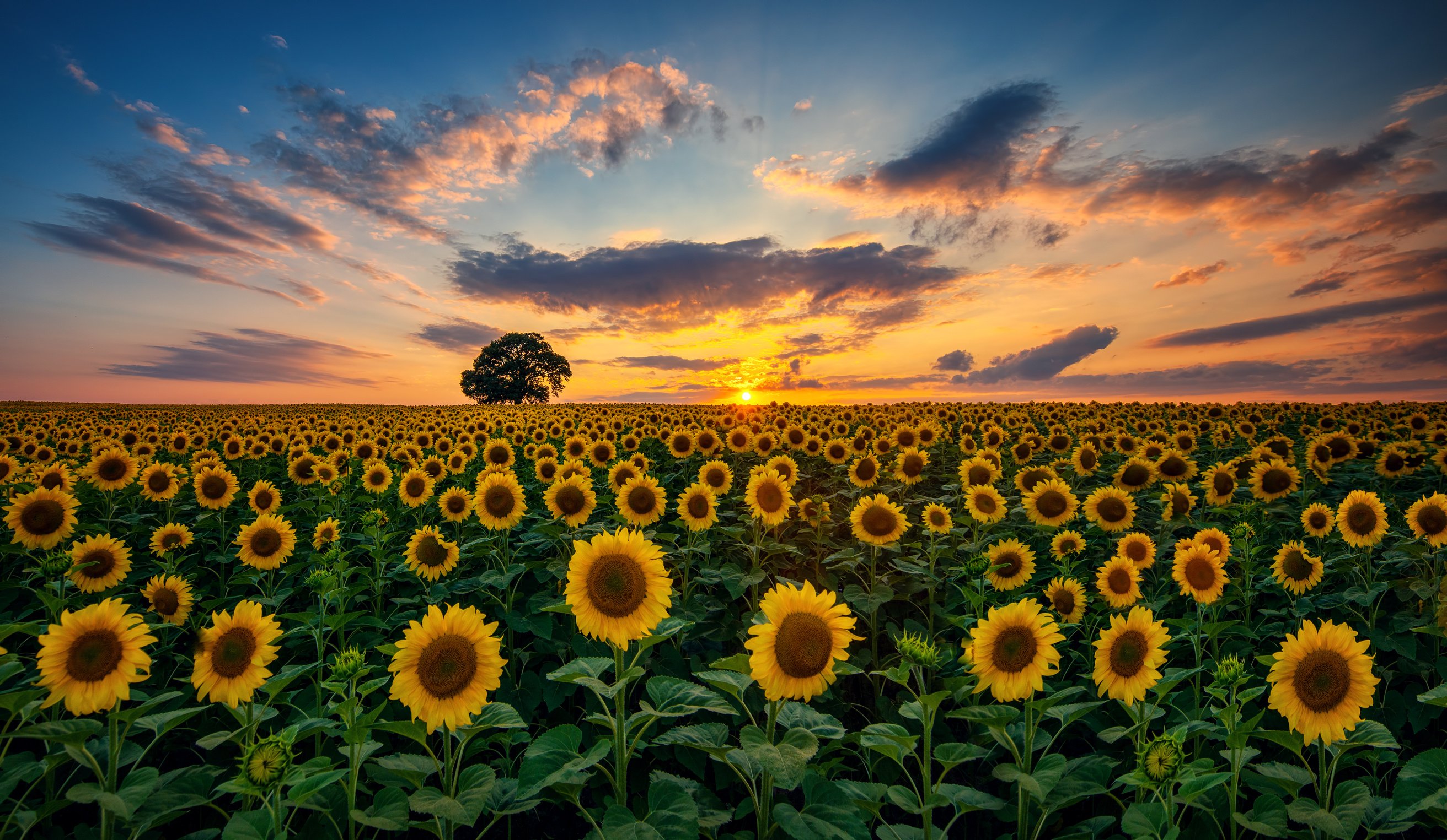 Field of blooming sunflowers and tree on a background sunset