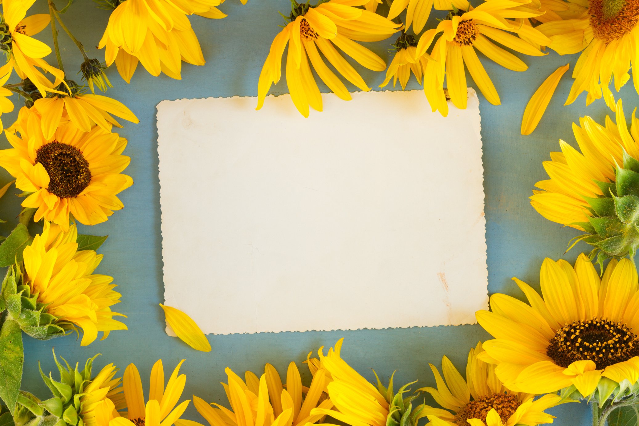 Sunflowers on Blue Background